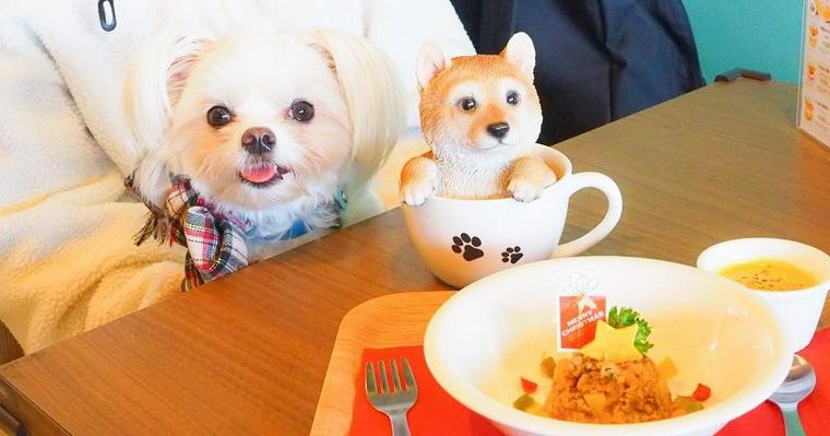 千葉県松戸市の、犬連れランチが楽しめるドッグカフェを紹介
